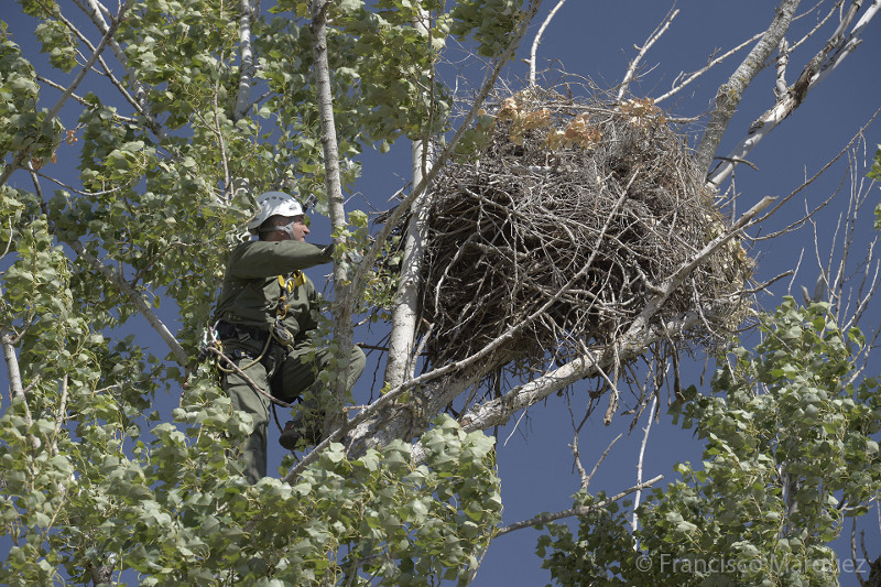 l especialista Víctor García Matarranz sube al nido de Susana para recoger los dos pollos que esta ave ha criado en 2014 y así poder marcarlos con emisores satelitales (foto: Francisco Márquez).