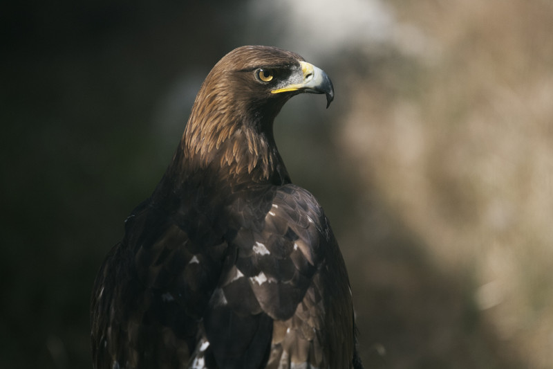 Estampa de una de las águilas reales del centro de recuperación de animales silvestres de GREFA.. Autor: Antón Cobas