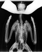 Radiografía del águila real Borges, en la que se aprecia una gran cantidad de perdigones por su cuerpo y su cabeza.