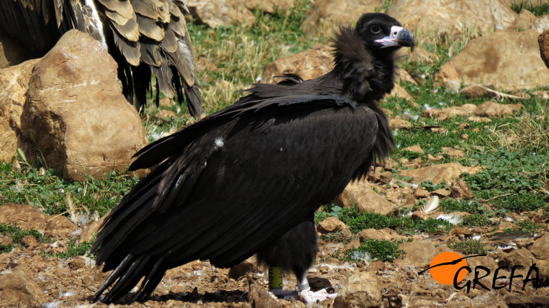 Pablo, en el punto de alimentación artificial de la Reserva de Boumort (Lleida) que frecuentó en la primera fase de su vida en libertad. Foto: Equipo Boumort-Alinyà.