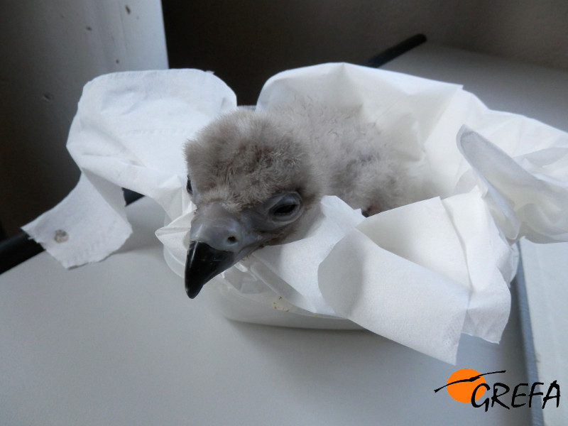 Pablo, durante sus primeros días de vida, en la nursería de GREFA. Foto: GREFA.