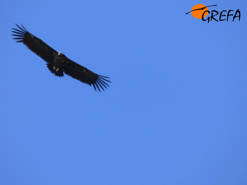 Pablo en vuelo, ya integrado en la colonia de Boumort. Foto: Mario Álvarez.