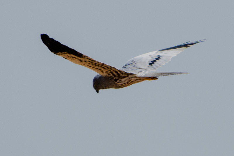 Macho de aguilucho cenizo en vuelo. Foto: Tsrawal / Wikicommons.