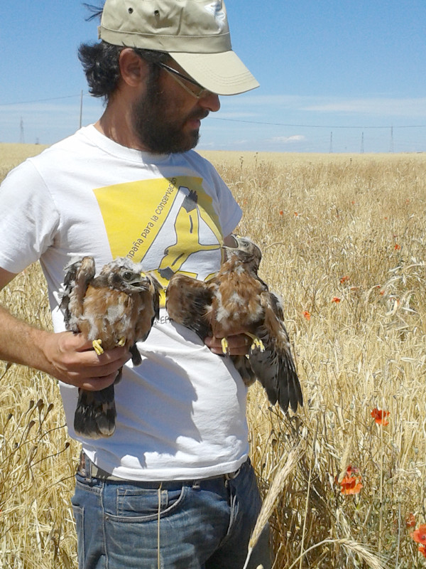 Manu Galán con dos pollos de aguilucho cenizo que acaba de rescatar de una zona que iba a ser cosechada. 