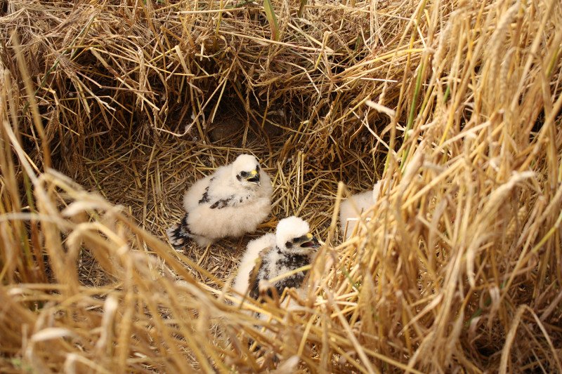 Pollos de aguilucho cenizo en el interior del hacking hecho con pacas de paja, donde permanecen hasta que pueden volar por sí mismos.