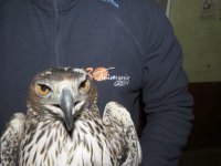 Primer plano de Dodiel, el águila de Bonelli que, procedente de Huelva, fue liberada a principios de 2014 en Mallorca en el marco del