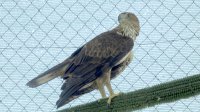 Dodiel, ejemplar de águila de Bonelli procedente de Huelva, fue liberado a principios de 2014 en Mallorca en el marco del proyecto