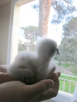 Pollo de águila de Bonelli criado en cautividad en el entro de recuperación de fauna silvestre de GREFA.
