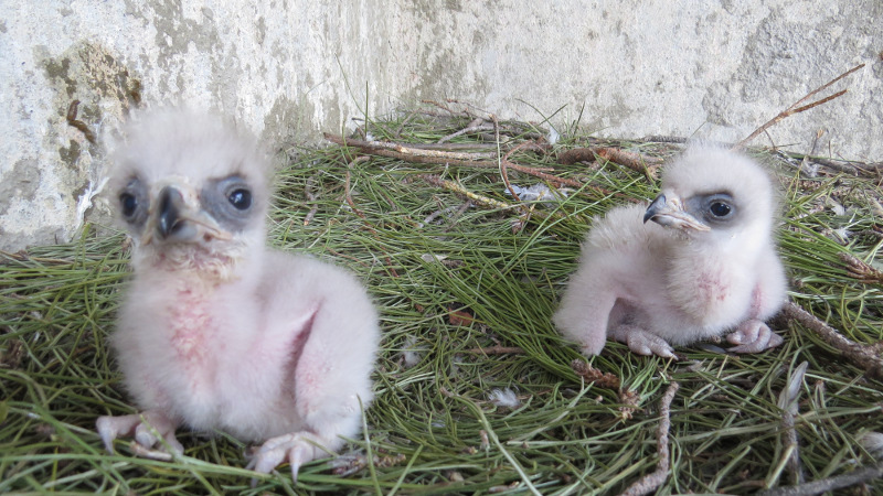 Estos dos pollos de águila de Bonelli han sido los primeros en nacer en 2014 en el centro de recuperación de fauna silvestre de GREFA.