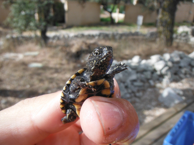 Un naturalista muestra uno de los galápagos europeos nacidos recientemente en las instalaciones de GREFA.