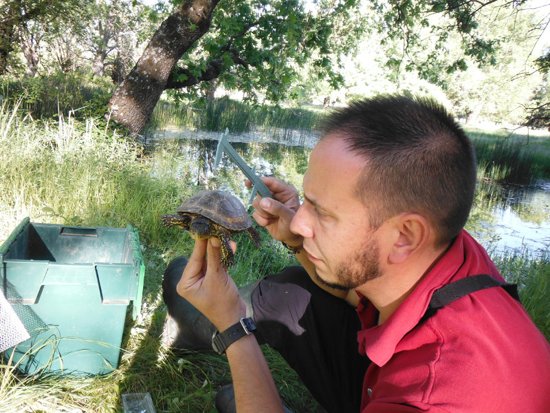 Fernando Blanca mide el caparazón de un galápago europeo perteneciente a la población silvestre de la especie en la Comunidad de Madrid.