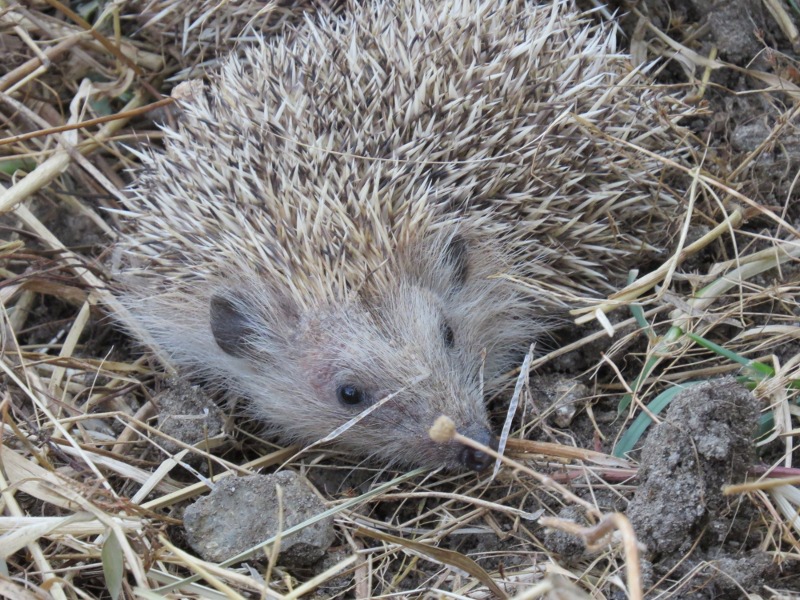 Erizo europeo recuperado en el hospital de fauna silvestre de GREFA, instantes después de su liberación al medio natural. 