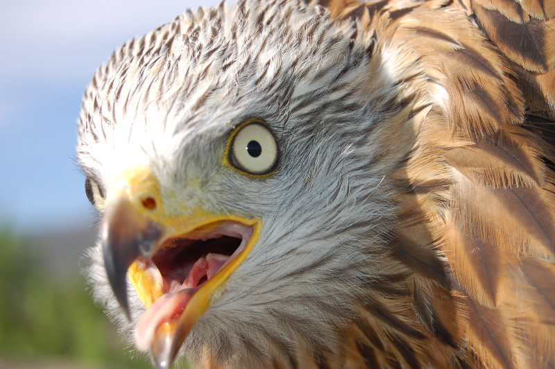 Primer plano de un milano real en recuperación en el hospital de fauna silvestre de GREFA.