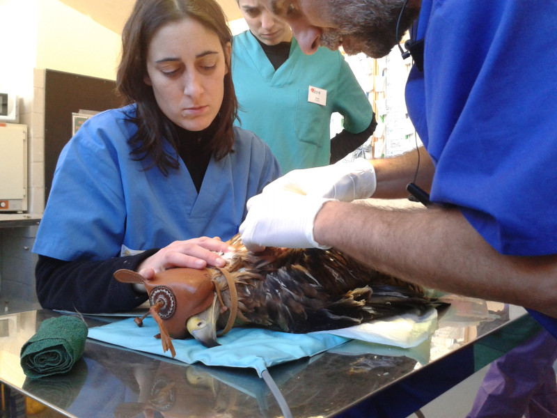 El equipo veterinario de GREFA examina a un águila imperial.