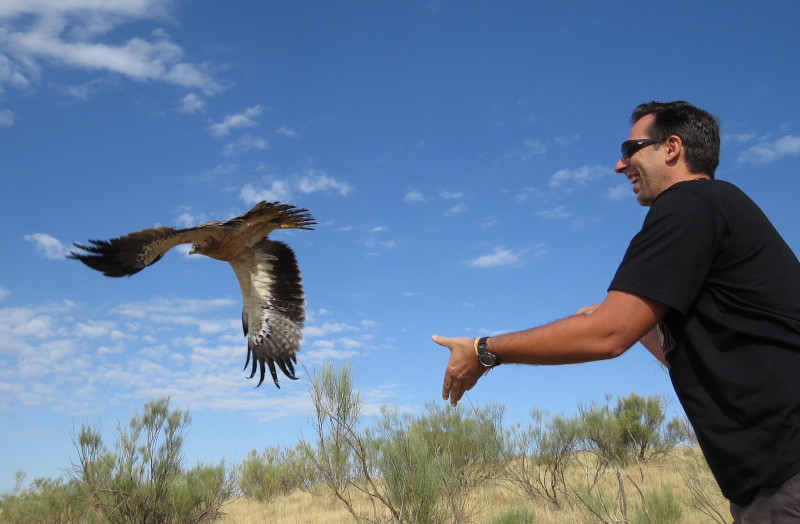 Un padrino libera un águila calzada recuperada por GREFA.