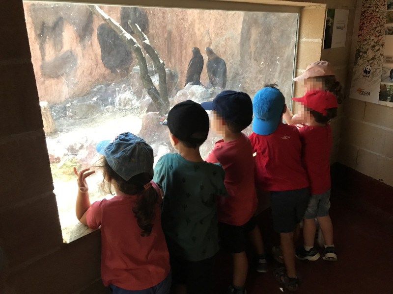 Varios niños observan a dos águilas reales en el centro “Naturaleza Viva” de GREFA.