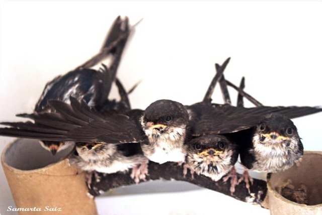 Grupo de pollos de avión