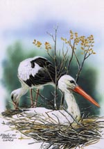 Cigüeña blanca en el nido