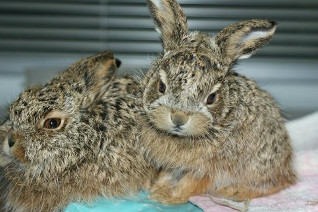 Crías de liebre