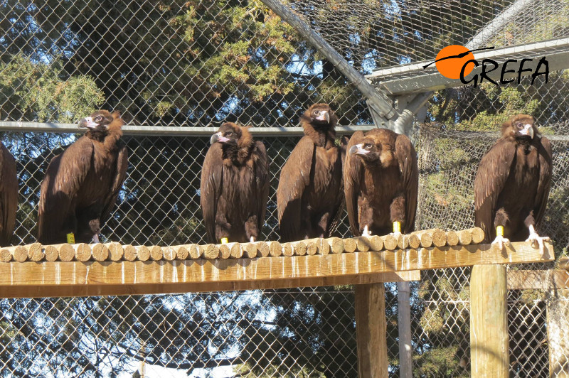 Instalación buitres negros