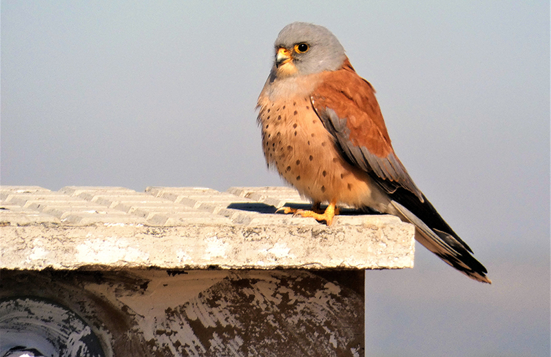 Macho de cernícalo primilla sobre un nidal de la colonia del silo de Baena (Córdoba).