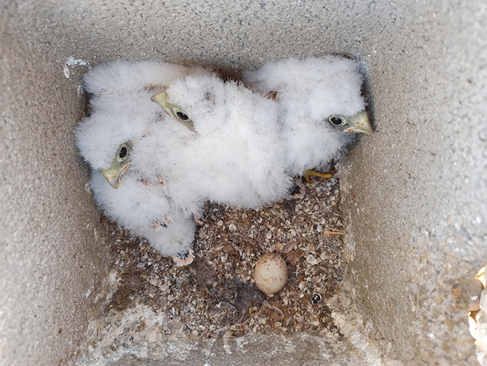 Varios pollos y un huevo de cernícalo primilla en el interior de un nidal colocado en un silo por GREFA.