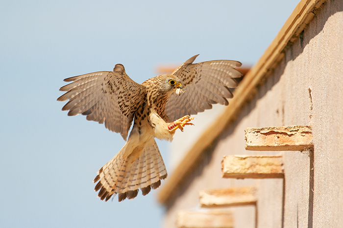 Una hembra de cernícalo primilla se dispone a cebar a sus pollos en un primillar instalado por GREFA. Foto: Sergio de la Fuente.