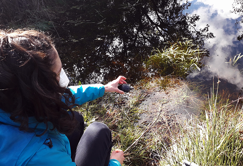 Liberación de un galápago europeo este otoño en el Parque Regional de la Cuenca Alta del Manzanares.