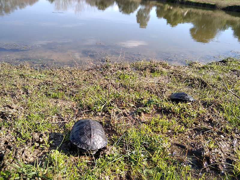 Galápagos europeos liberados en una charca del Parque Regional de la Cuenca Alta del Manzanares.