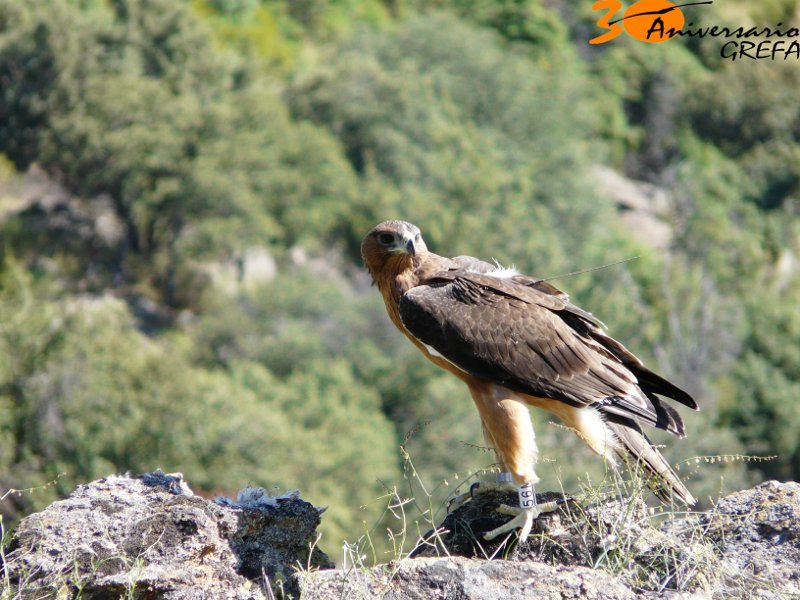 Liberación de pollos de águila perdicera en Navarra.