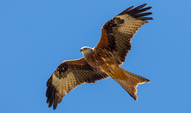 Un milano real alza el vuelo tras ser liberado en el Parque Natural de Cazorla a finales de 2020. En la imagen se aprecian las anillas identificativas que lleva en las patas. Foto: Junta de Andalucía.