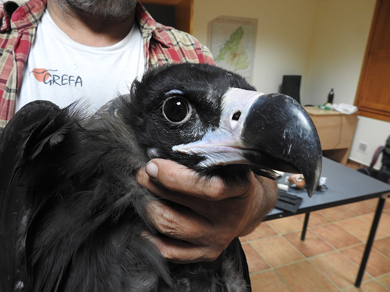 Primer plano de un buitre negro en el Hospital de Fauna Salvaje de GREFA.