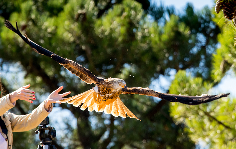 Momento de la suelta de uno de los tres milanos reales que han sido liberados en el Parque Natural de las Sierras de Cazorla, Segura y las Villas (Jaén).