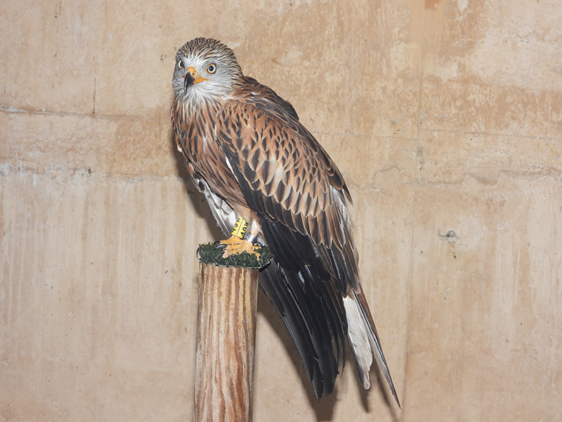 Uno de los milanos reales liberados en Cazorla reposa durante su fase de rehabilitación en el hospital de fauna de GREFA.