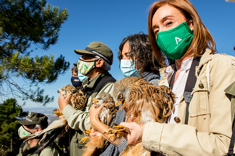 En primer plano, Lina Pérez, directora conservadora del Parque Natural de Cazorla, sujeta a uno de los milanos reales que van a ser liberados. Una técnica del parque y un Agente de Medio Ambiente sujetan a otros dos milanos reales.