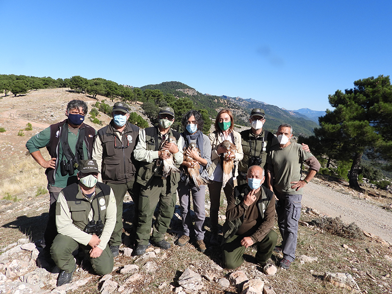 Agentes de Medio Ambiente de Andalucía, personal de la Junta de Andalucía y miembros de GREFA en el Parque Natural de Cazorla, con los tres milanos reales que serían liberados pocos momentos después.