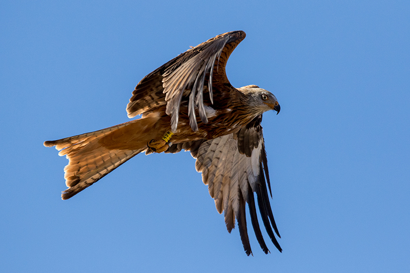 Un milano real alza el vuelo tras ser liberado en el Parque Natural de Cazorla. En la imagen se aprecian las anillas identificativas que lleva en las patas.