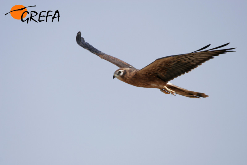 Ejemplar joven de aguilucho cenizo en vuelo. Foto: GREFA