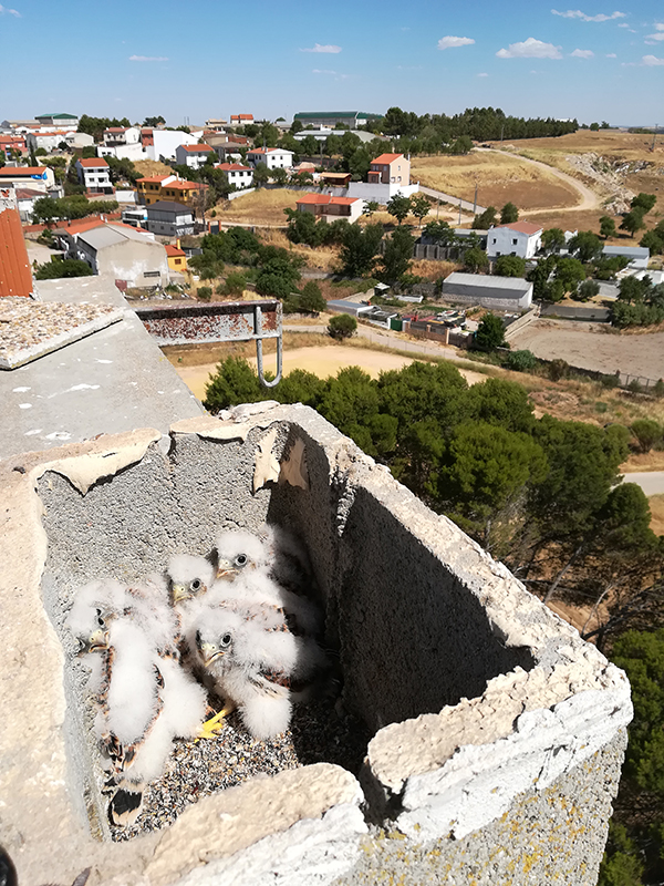 Pollos de cernícalo primilla en su caja nido del silo de Saelices (Cuenca). El nidal ha sido destapado para poder anillar a las aves.