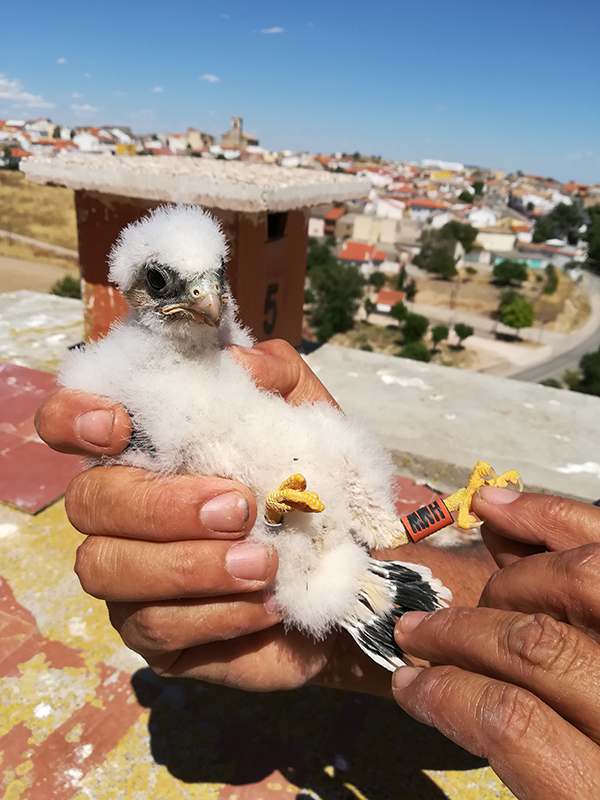 Pollo de cernícalo primilla y, detrás, nidal del silo de Saelices (Cuenca) en el que ha nacido.