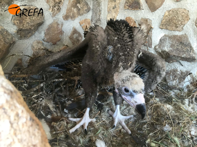 Pollo de buitre negro nacido en 2015 en el Centro de Cría de GREFA (Majadahonda, Madrid). Foto: GREFA.