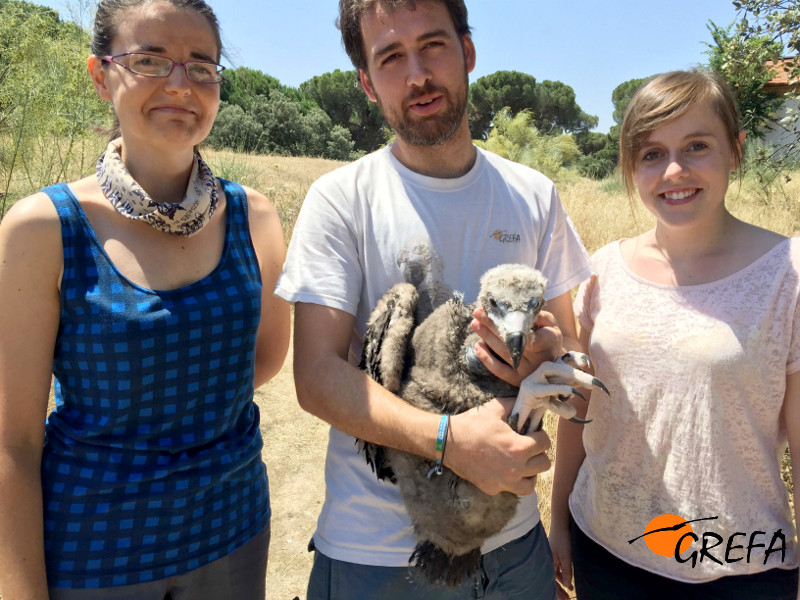 Pablo Izquierdo, responsable de cría en GREFA, acompañado de dos voluntarias, sujeta el pollo de buitre negro nacido en 2015. Foto: GREFA.