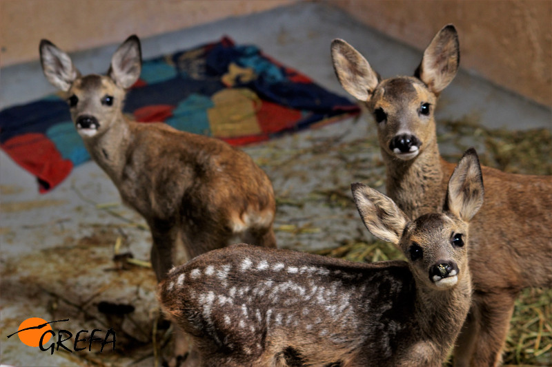 Corzos huérfanos en el hospital de fauna de GREFA.