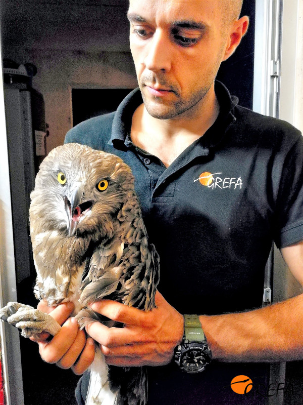 Águila culebrera recién ingresada en el hospital de fauna de GREFA