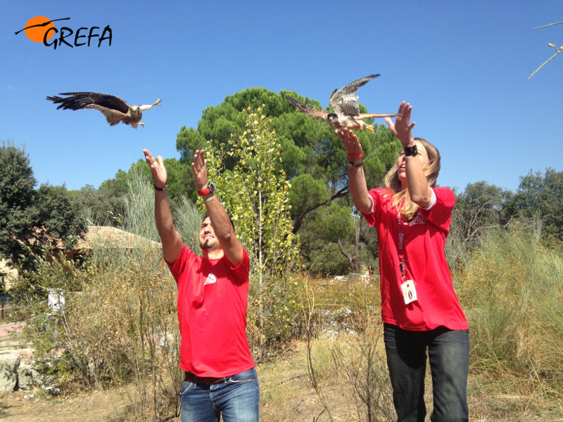 Dos padrinos sueltan cernícalos vulgares rehabilitados por GREFA