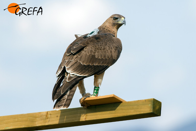 Aguila de Bonelli reintroducida por LIFE Bonelli, con su emisor GPS al dorso. Foto: Sergio de la Fuente.