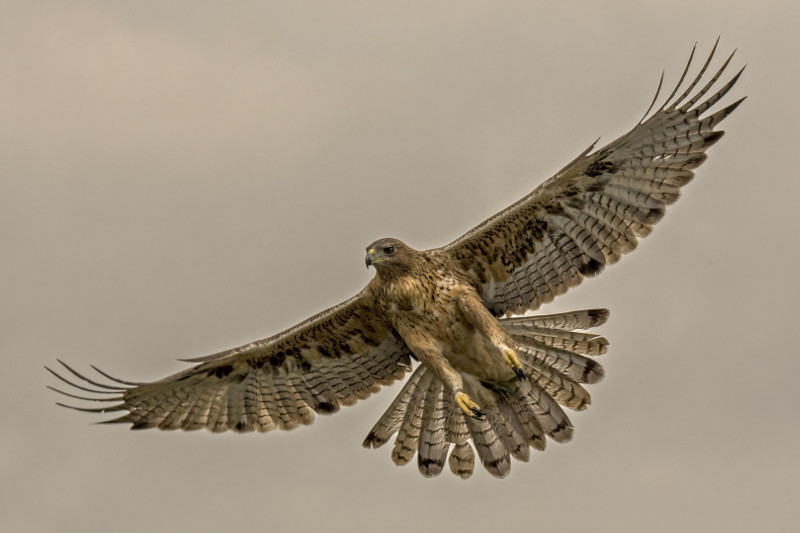 Águila de Bonelli, también llamada águila perdicera, en vuelo. Foto: Alberto Álvarez.