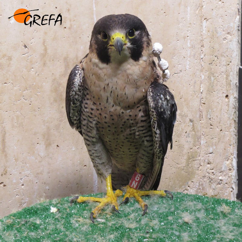 Un halcón peregrino en el hospital de fauna de GREFA, con un fijador para inmovilizar su ala izquierda, fracturada por un disparo. Foto: GREFA.