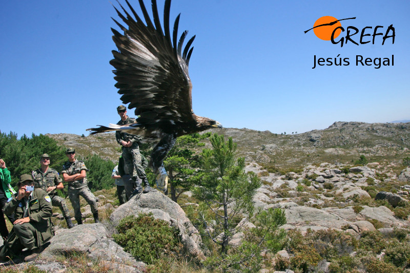 Liberación de un águila real en la provincia de Orense, tras haber sido víctima de un disparo y luego rehabilitada. Foto: Jesús Regal. 