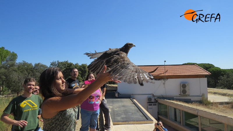 Momento de la liberación de un ratonero por su madrina. Foto: GREFA